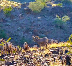 Yuma Lakes Resort - Kofa Wild Life Refuge
